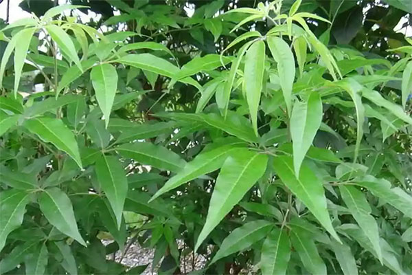 la-ngu-trao-tri-rom-say