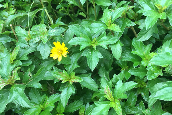 la-sai-dat-tri-rom-say