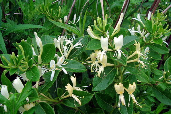 tri-rom-say-cho-be-bang-la-kim-ngan