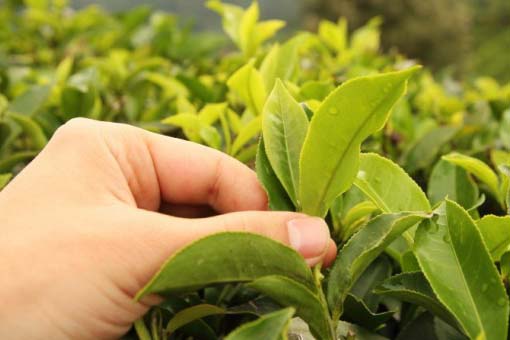 ve sinh phu nu bang la trau khong