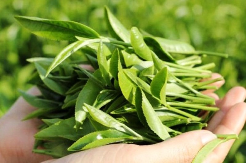 Cách tắm lá chè xanh cho trẻ sơ sinh trị rôm sảy, mụn nhọt