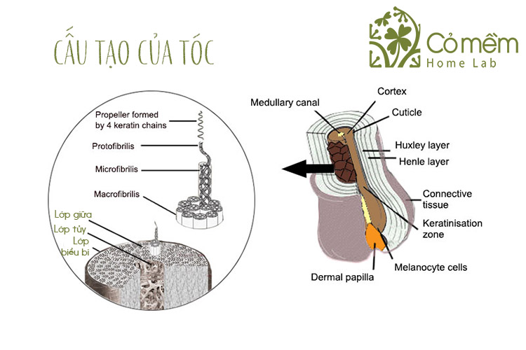 cao-tao-cua-toc