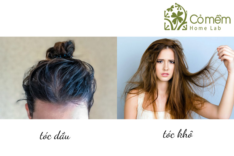 cac-loai-toc
