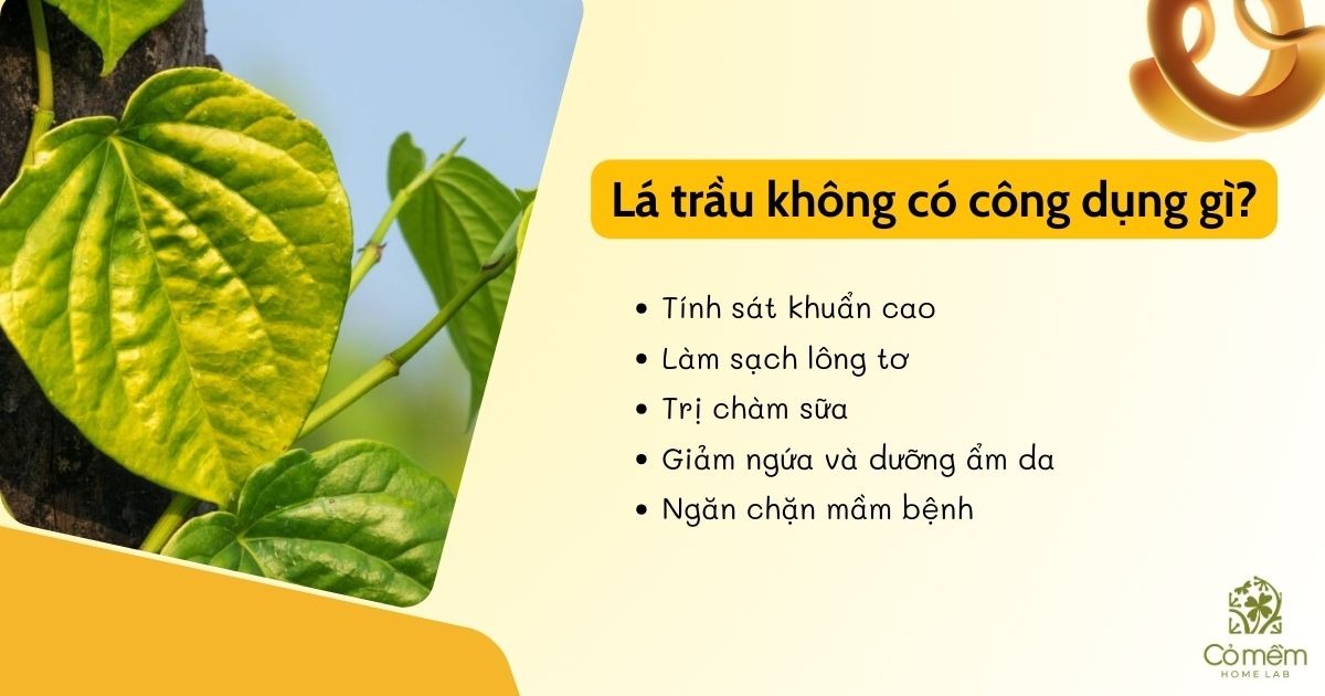 tắm lá trầu không cho bé