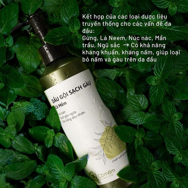dầu gội thảo dược trị gàu