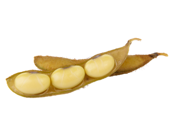 Sáp Đậu Nành